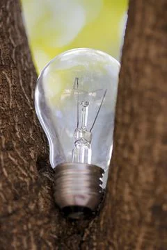 The single light bulb on the tree Stock Photos