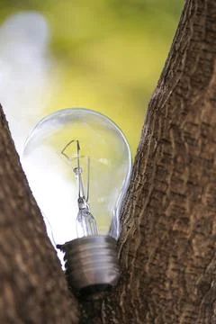 The single light bulb on the tree Stock Photos