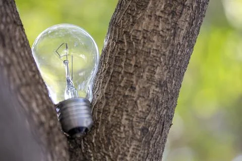 The single light bulb on the tree Stock Photos
