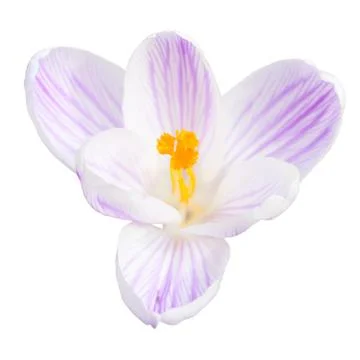 Single light lilac crocus spring flower isolated Stock-Fotos