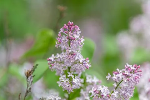 Single lilac blossom in sharp focus, intricate petal texture visible, soft .. Stock Photos