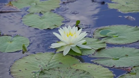 Single lily in the marsh along the Creole Nature Trail in south Louisiana Video stock 74778468