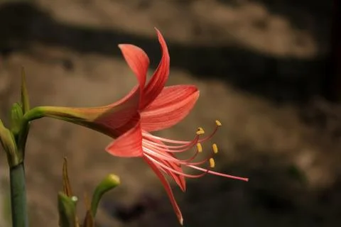 Single lily Stock Photos