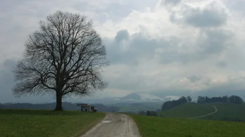 Single Linden Tree on Hill Stock Footage 52093439