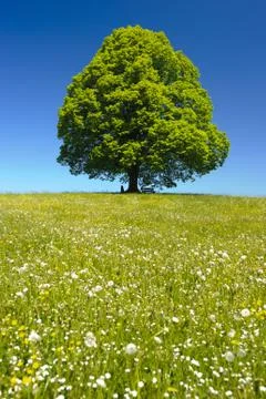 Single linden tree Stock Photos