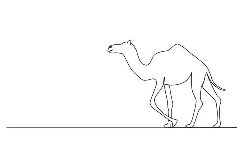 Single line drawing of camel or dromedary 스톡 일러스트
