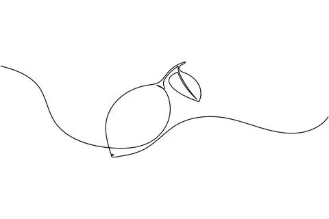 Single line drawing of a lemon with leaf Stock Illustration