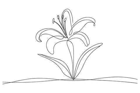 Single line drawing of a lily flower with leaves outline Stock Illustration