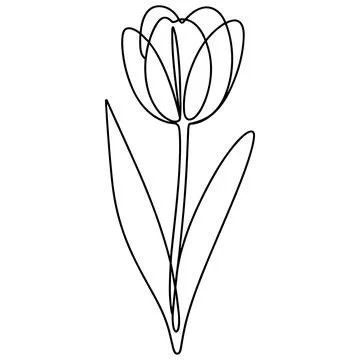 Single line drawing of a tulip flower with leaves line art Stock Illustration