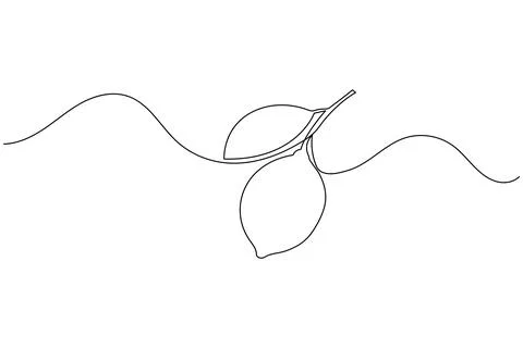 Single line drawing of two lemons on a branch Stock Illustration
