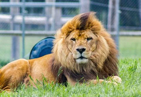 Single lion looking at camera in a zoo Foto stock