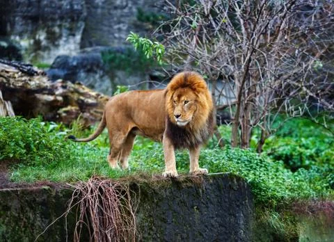 Single lion stands Stock Photos