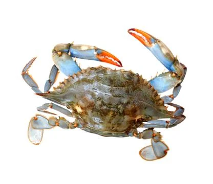 Single live crab Stock Photos