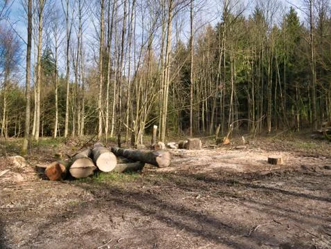 Single logs of cut down trees. Stock Photos