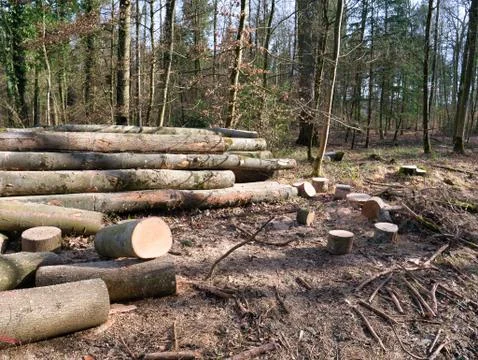 Single logs of cut down trees. Stock Photos