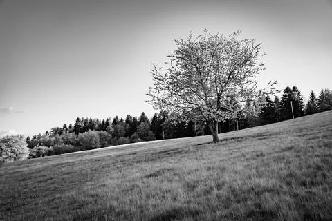 A single lone cherry tree standing in the middle of a grassy meadow black and Stock Photos