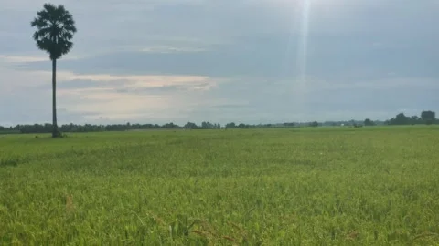 Single Lone Sugar Palm Tree In Vast Green Rice Field With Sun Flare 4K Видео 346172486