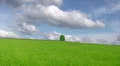 Single lone tree HD Footage