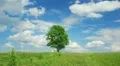 Single lone tree HD Footage