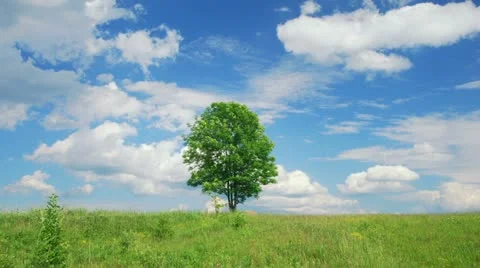 Single lone tree Stock Footage