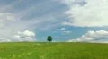 Single lone tree HD Footage