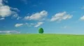 Single lone tree HD Footage