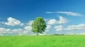 Single lone tree HD Footage