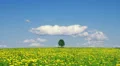 Single lone tree HD Footage