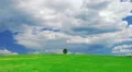 Single lone tree HD Footage