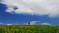 Single lone tree HD Footage
