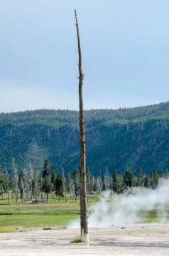 A single lone tree trunk stands inside of a geothermal geyser hot spring in Y Stock Photos