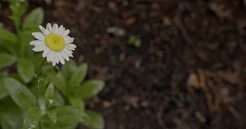 Single, lonely, bright white wild beautiful daisy, framed left Stock Footage 137935574