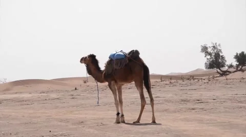 A single lonely camel whose front feet are tied is standing alone Stock Footage 49443643