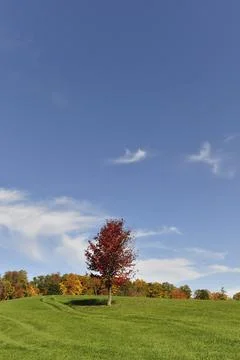 Single lonely maple trees and low horizon panoramic landscape Stock Photos