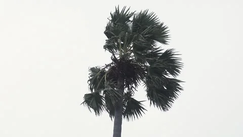 Single lonely palm tree against clear blue sky in summer Stock Footage 342916420
