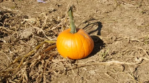 Single lonely pumpkin in pumpkin patch 库存影片 79525389