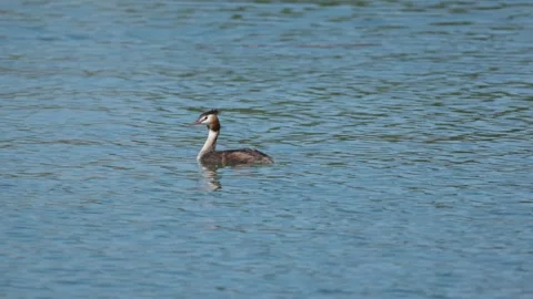 Single lonely screaming great crested grebe in the green-blue lake looking .. Stock Footage 281847415