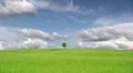 Single lonely tree HD Footage