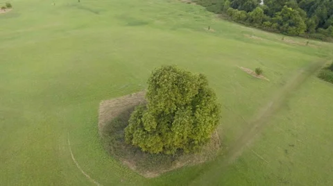 Single lonely tree in meadow, pan around shot, aerial footage Video stock 67674583