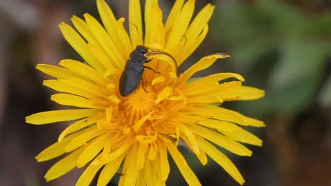 Single long black beetle eating nectar from a dandelion flower blowing in wind Stock Footage 183099733