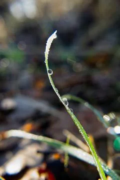 A single, long blade of grass covered in tiny water droplets Stock Photos