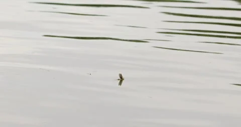 Single long-tailed mayfly resting on surface of river Tisza during mating event Stock Footage 268988748