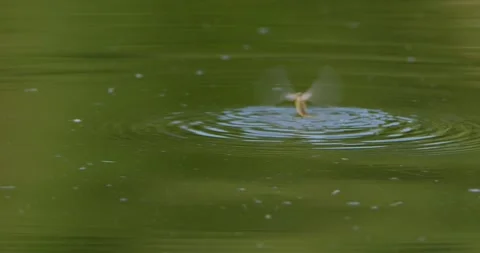 Single long-tailed mayfly ripples the surface of river Tisza during mating event Stock-Footage 268988730