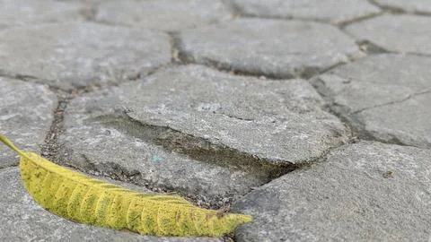 A single, long yellow-green leaf rests on a textured path of irregular gray.. Stock Photos