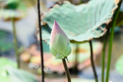 SIngle lotus flower bud Stock Photos