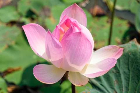 SIngle lotus flower Stock Photos