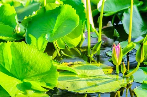 Single lotus pond Stock Photos