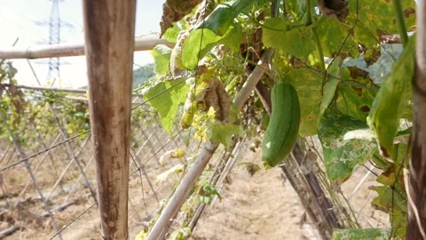 Single luffa fruit hangs downward surrounded by yellowing leaves dry stems and Stock Footage 328024723