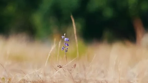Single lupine flower in front of dry grass Stock Footage 274043980