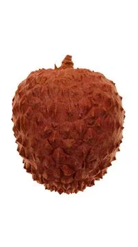 Single lychee fruit isolated on clean white background close-up Illustrazione stock